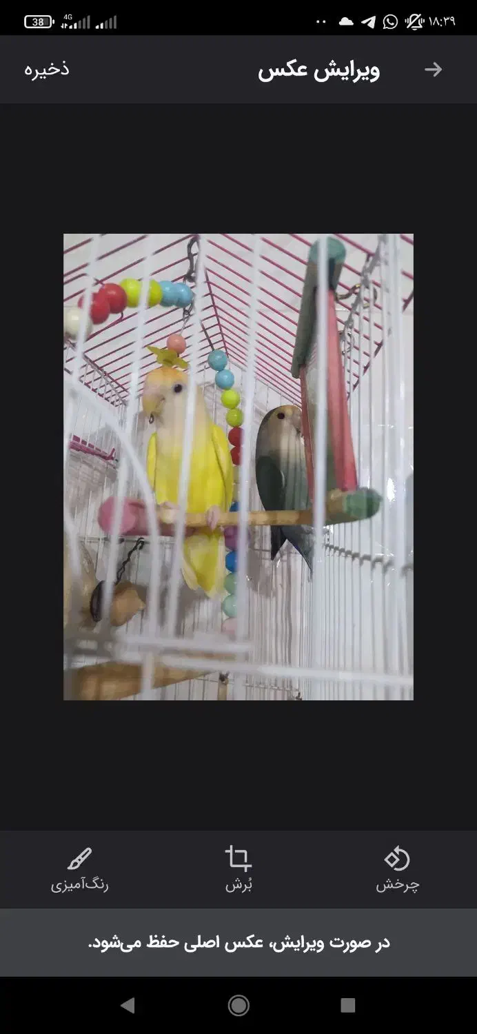 کوتوله برزیلی معاوضه با عروس هلندی|پرنده|تفتان, |دیوار