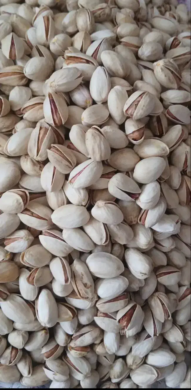 پسته|حراج|مرند, |دیوار