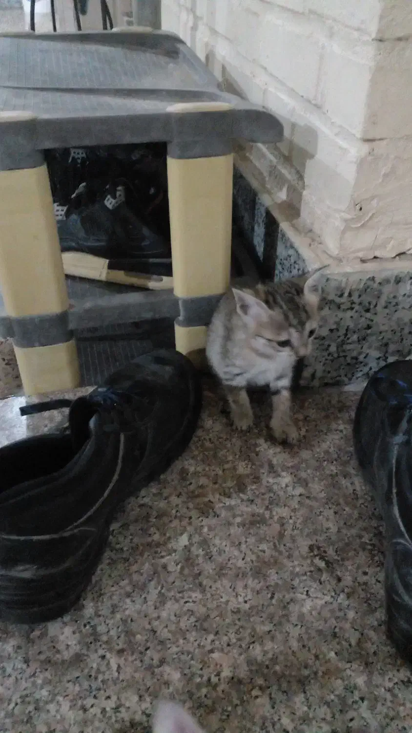 واگذاری گربه رایگان|گربه|بندر امام خمینی, |دیوار