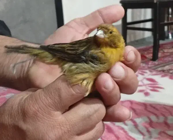 قناری|پرنده|نقده, |دیوار