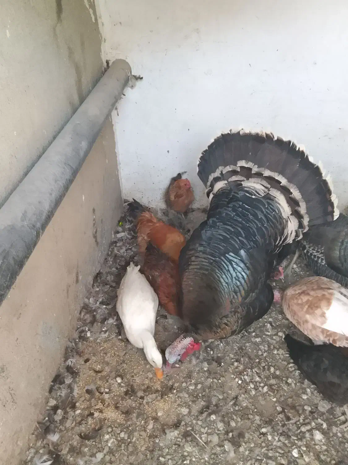 مرغ کردی|حیوانات مزرعه|بیلوار, |دیوار