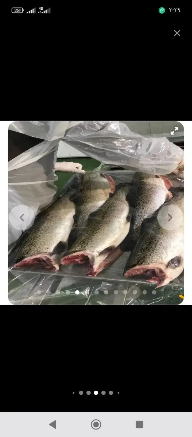 ماهی غزل|ماهی|یزد, |دیوار