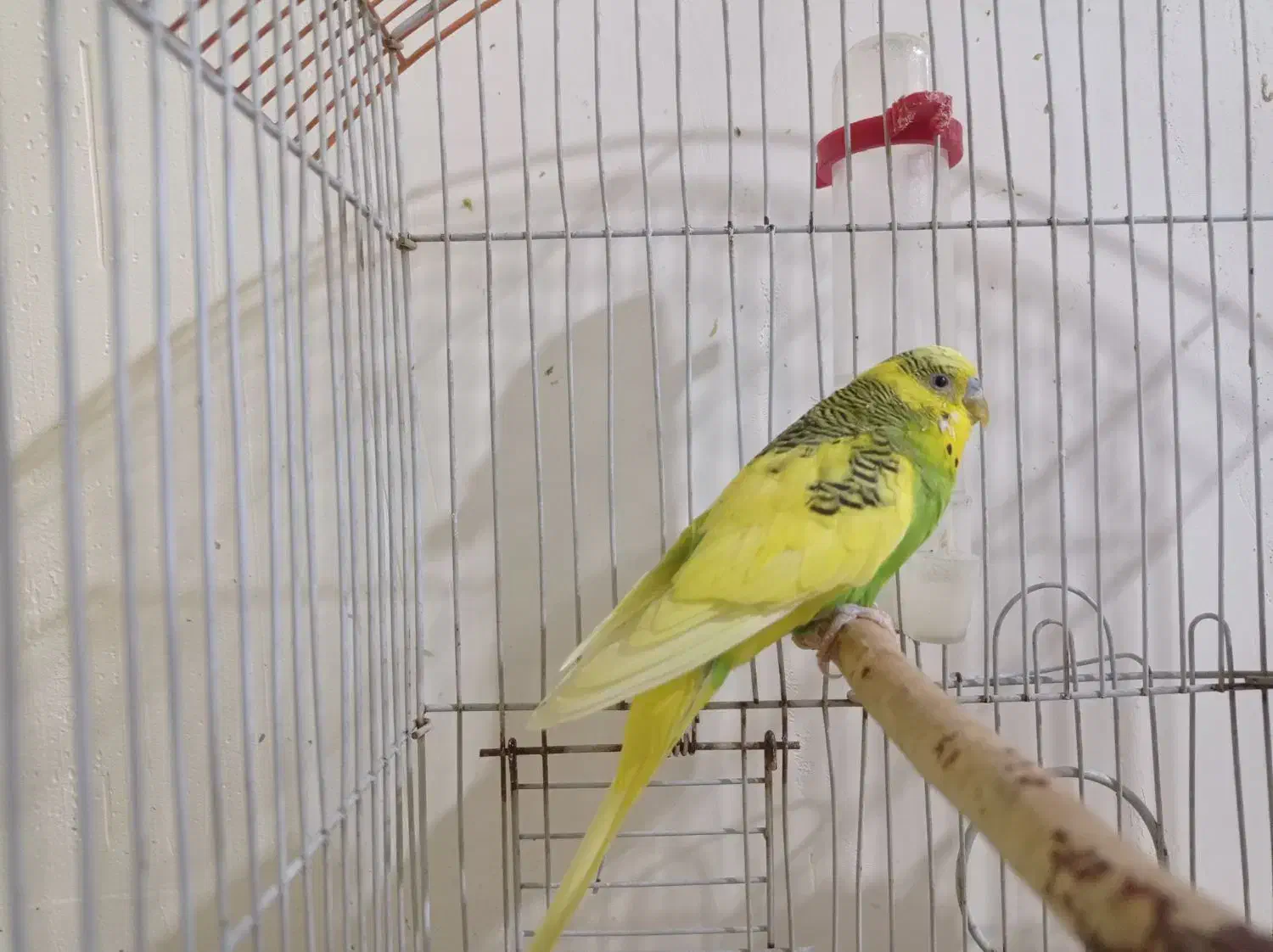 یک جفت مرغ عشق درشت وسرحال|پرنده|سنقر, |دیوار