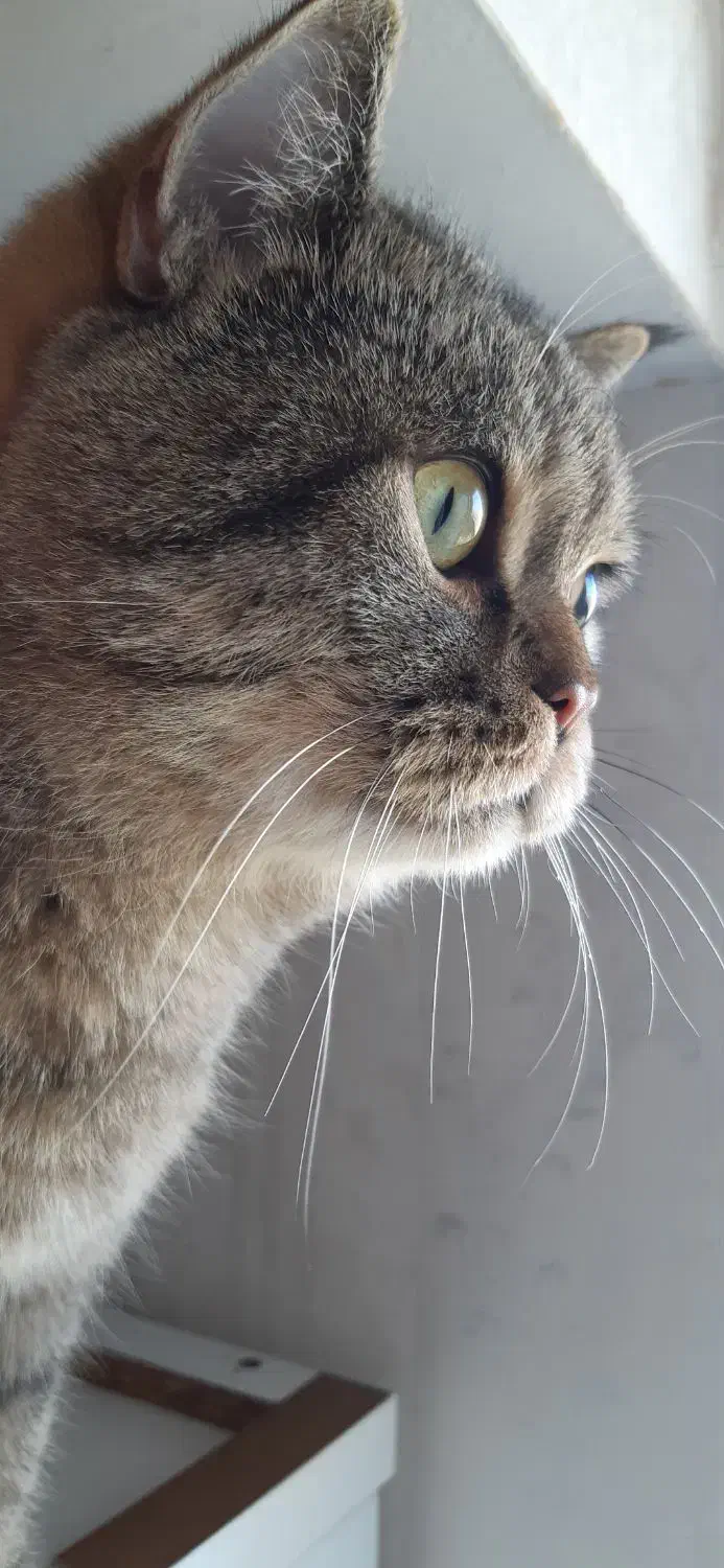 گربه بریتیش نر ۲سال و ۵ ماهه عقیم شده|گربه|تهران, شهرک شهرداری|دیوار