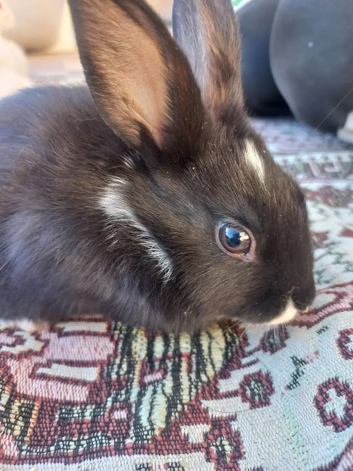 خ ر گو ش|موش و خرگوش|فیروزآباد (فارس), |دیوار