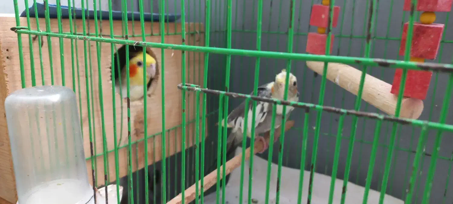 عروس نر و ماده همراه قفس و لانه|پرنده|رشت, سلیمانداراب|دیوار