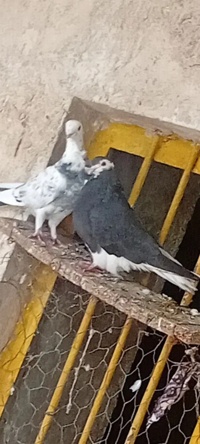 کفتر|پرنده|سورنا, |دیوار