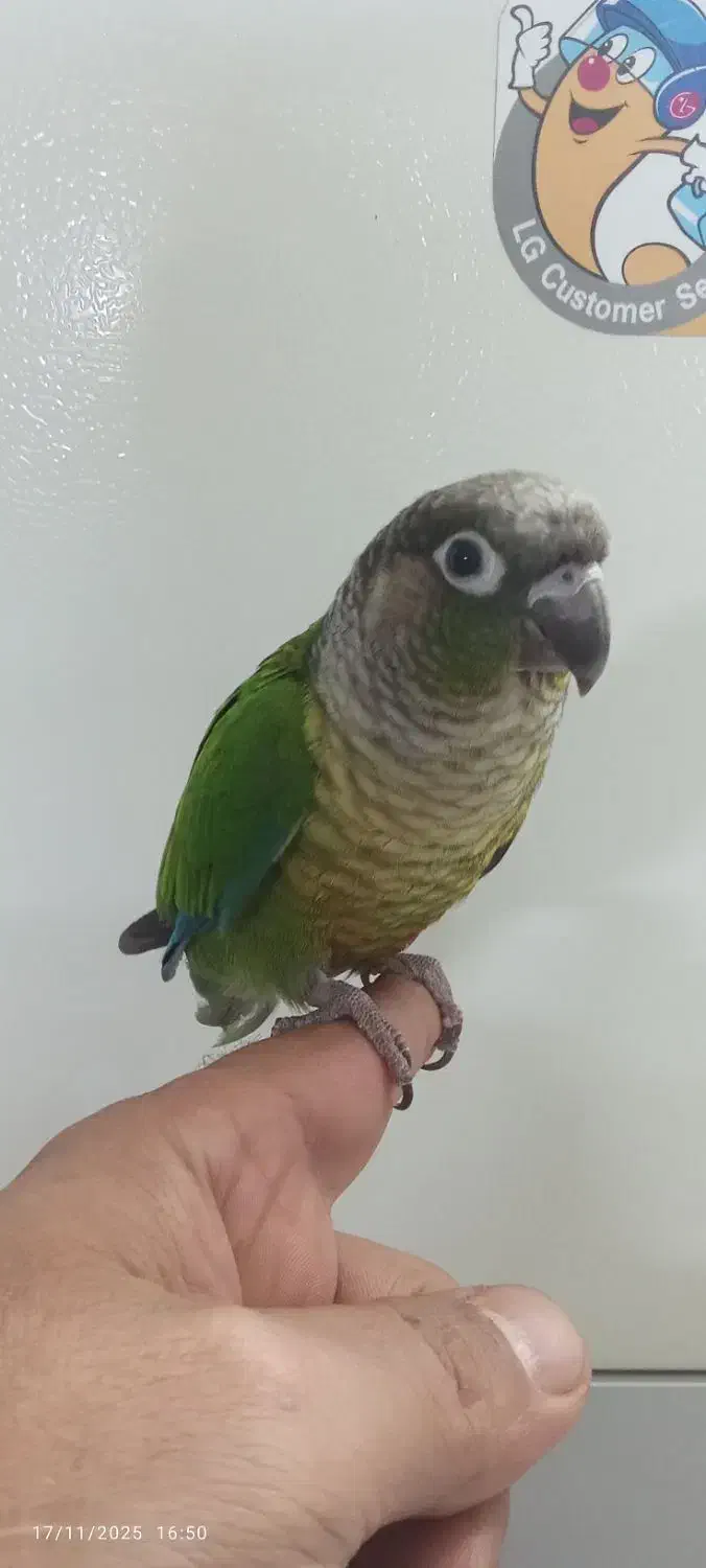 گرینچیک نرکوتوله جفت باجوجه نرماده تک باضمانت کتبی|پرنده|مشهد, عبادی|دیوار