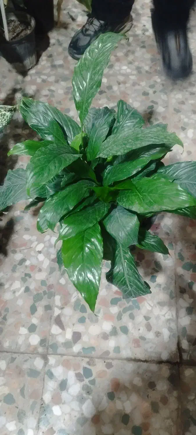 تعویض پسماند یا ضایعات با گل و گلدان|گل و گیاه طبیعی|ایلام, |دیوار