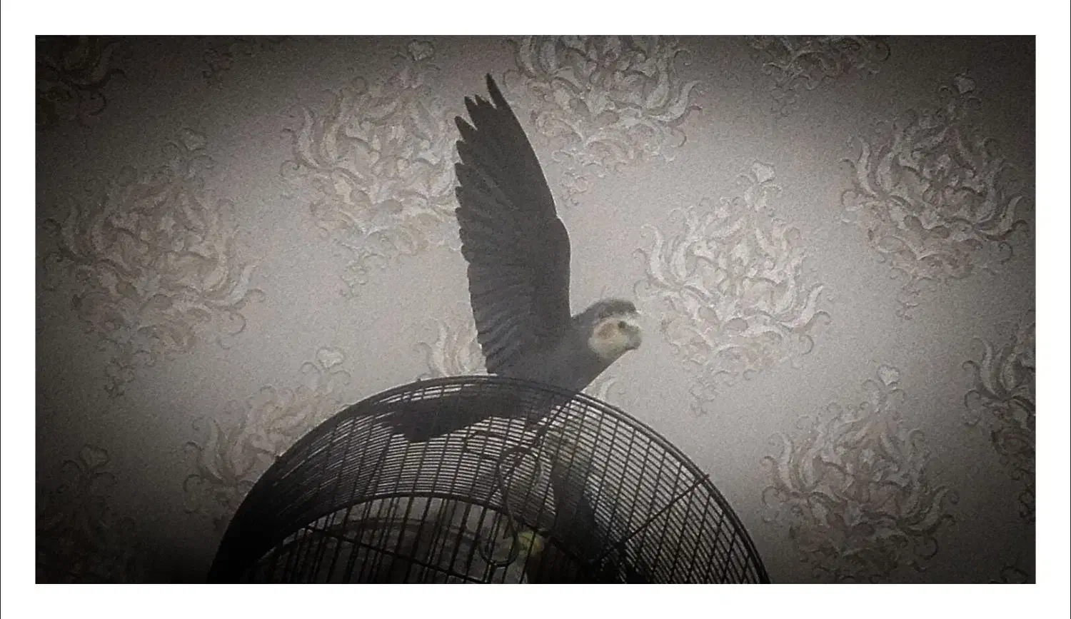 عروس هلندی|پرنده|محمدشهر, کوی بهار|دیوار