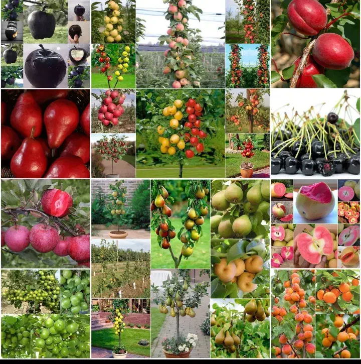 فروش نهال پاییزه تحویل سر خزانه گناباد|گل و گیاه طبیعی|گناباد, |دیوار