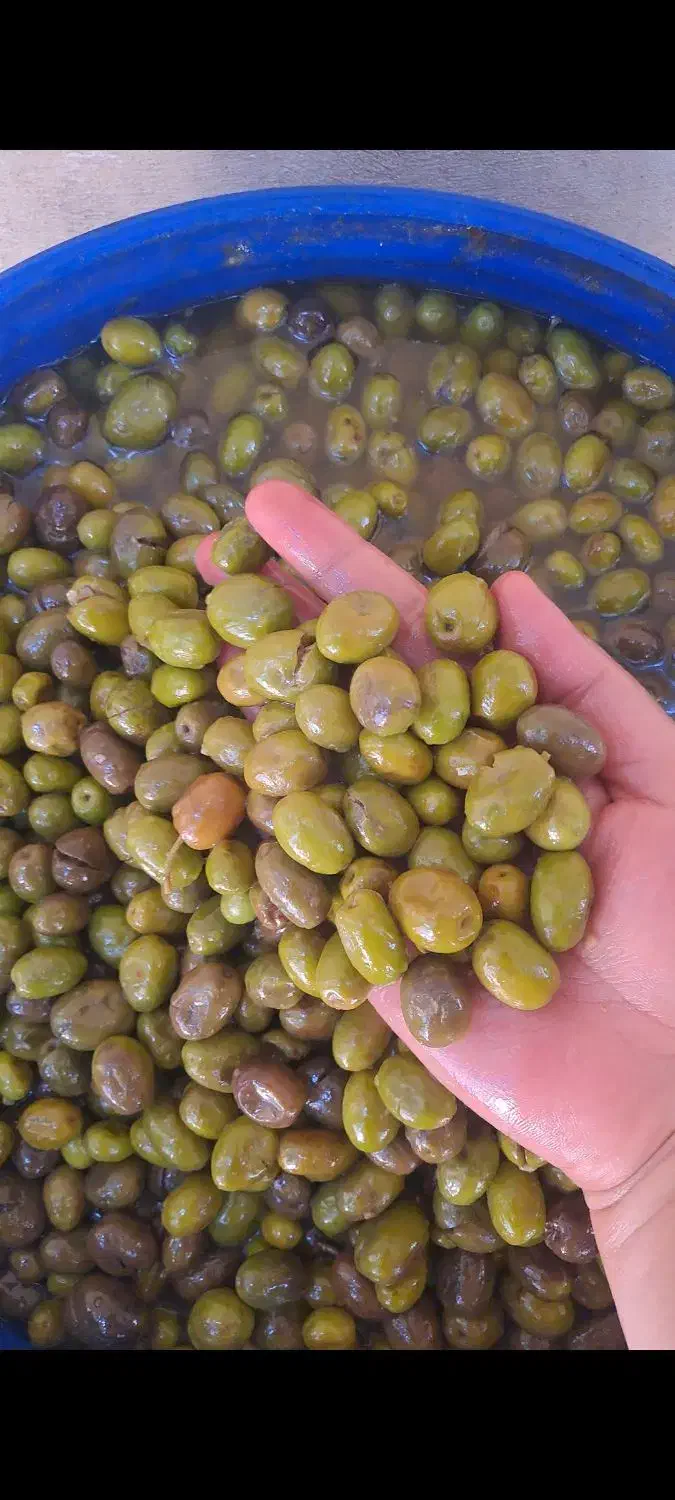 زیتون تازه محلی رودبار|خوردنی و آشامیدنی|رشت, پل تالشان|دیوار