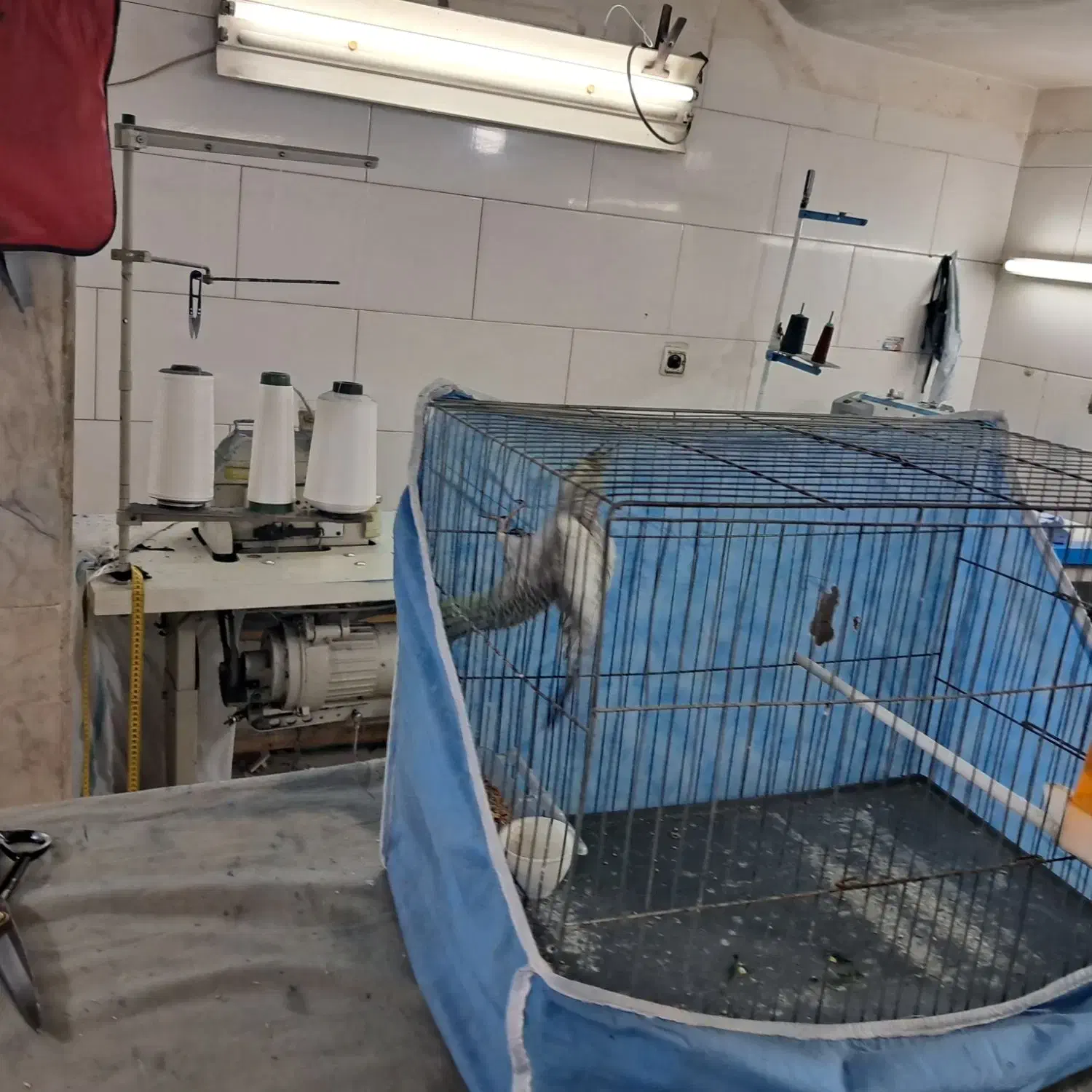 عروس هلندی ماده|پرنده|پاکدشت, پاکدشت (مامازند)|دیوار