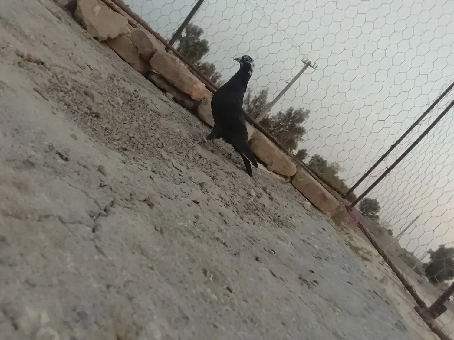 کبوتر نر|پرنده|زابل, |دیوار