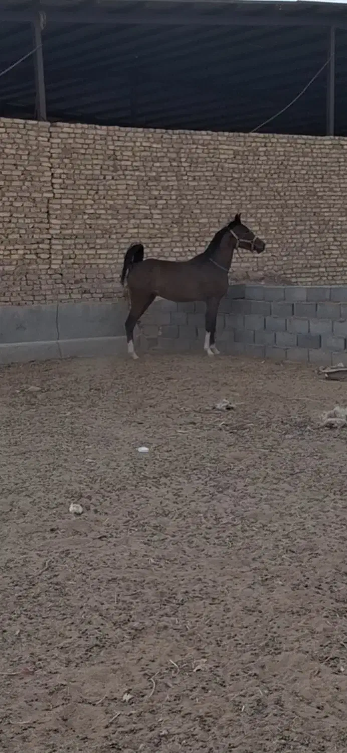 اسب خالص نریان|اسب و تجهیزات اسب‌سواری|اشکذر, |دیوار