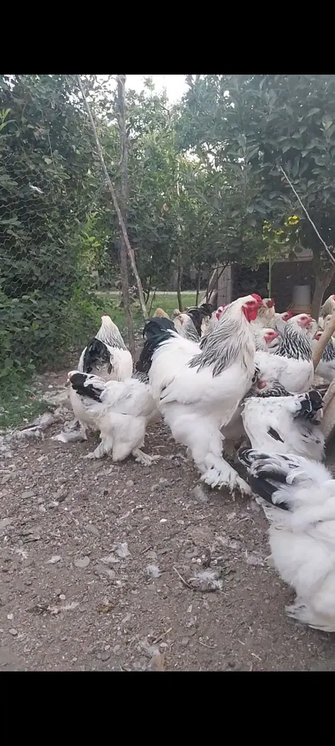 تخم مرغ نطفه دار برهما لایت مرغ و خروس|حیوانات مزرعه|مشهد, مشکینی (شهرک غرب)|دیوار