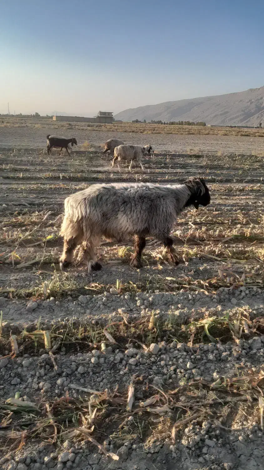 قوچ فروشی|حیوانات مزرعه|مرودشت, محمد آباد|دیوار