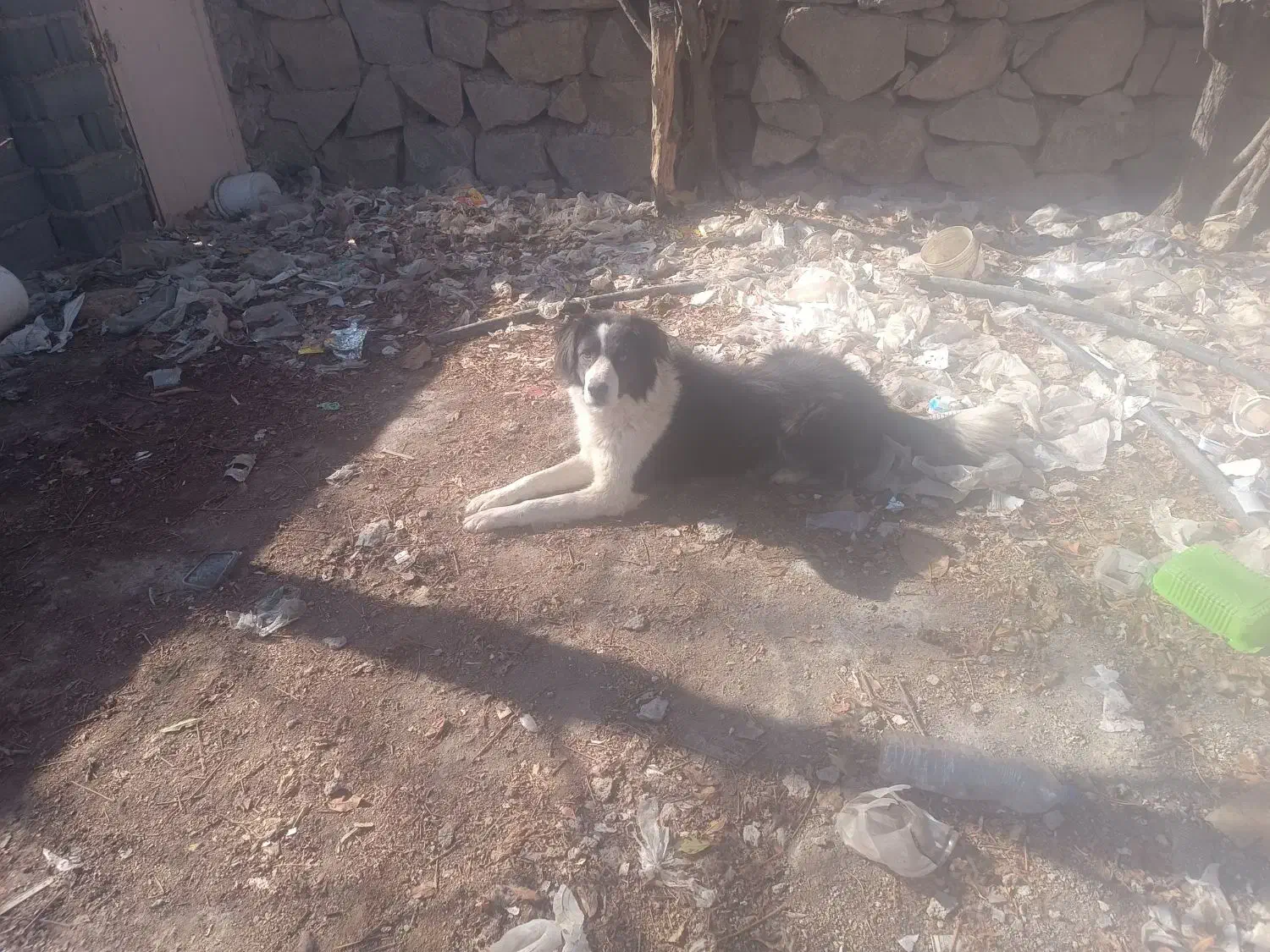 واگذاری سگ|سگ|قمصر, |دیوار