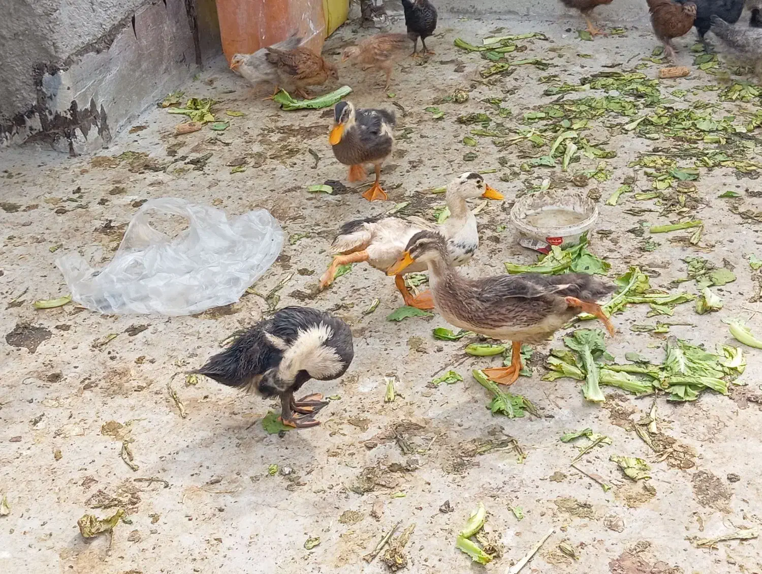 جوجه اردک ۳ ماه|حیوانات مزرعه|آبپخش, |دیوار