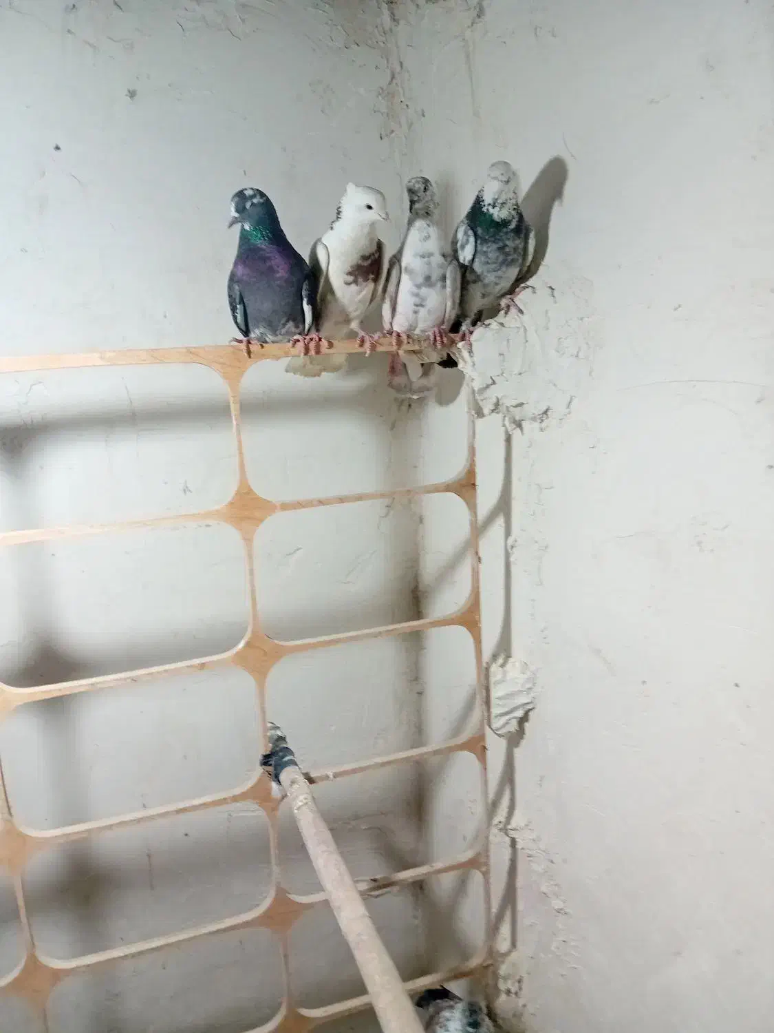 کفتر|پرنده|شهر ری, شهرک نظامی|دیوار