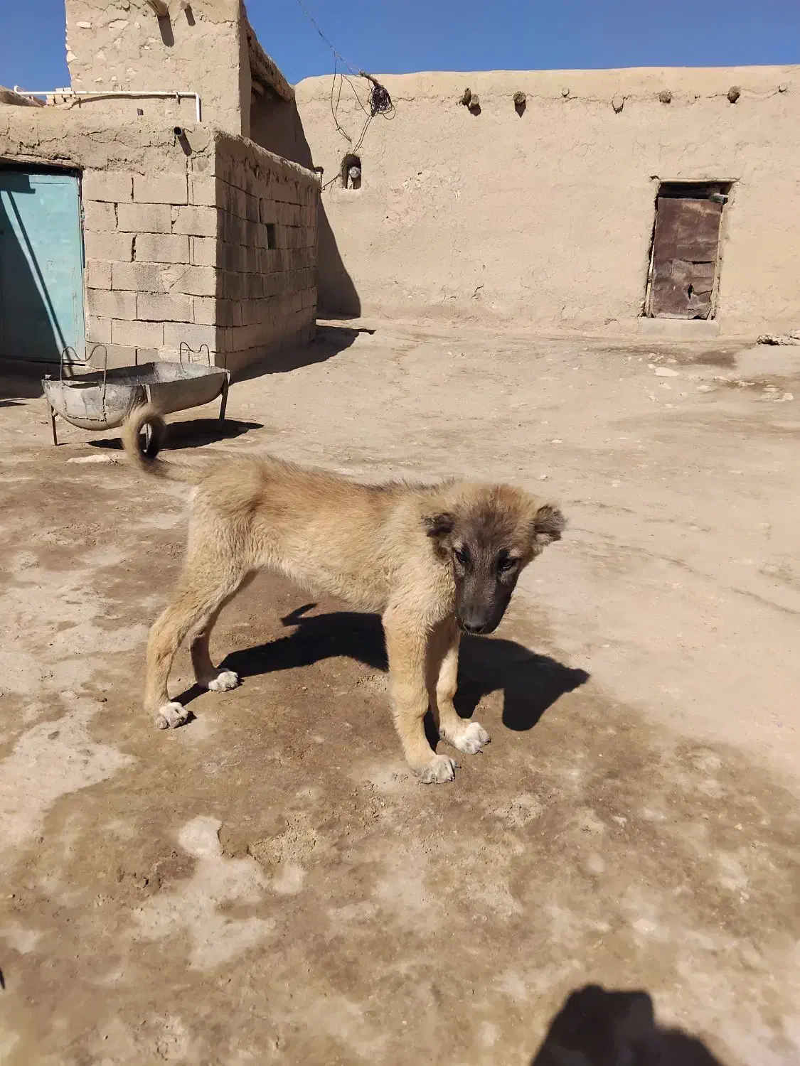 توله سراب ماده|سگ|گل تپه, |دیوار