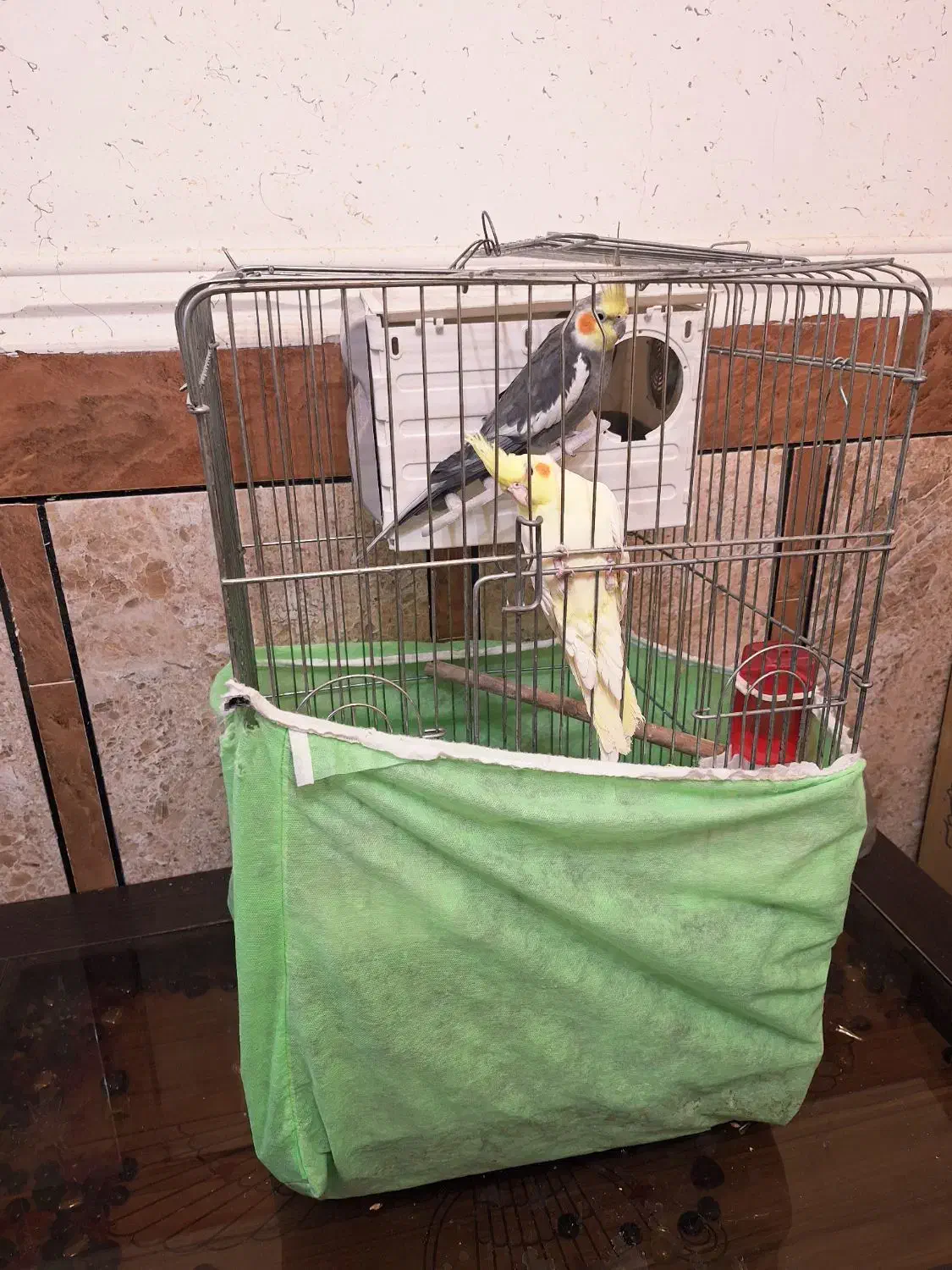 عروس هلندی|پرنده|بهبهان, |دیوار