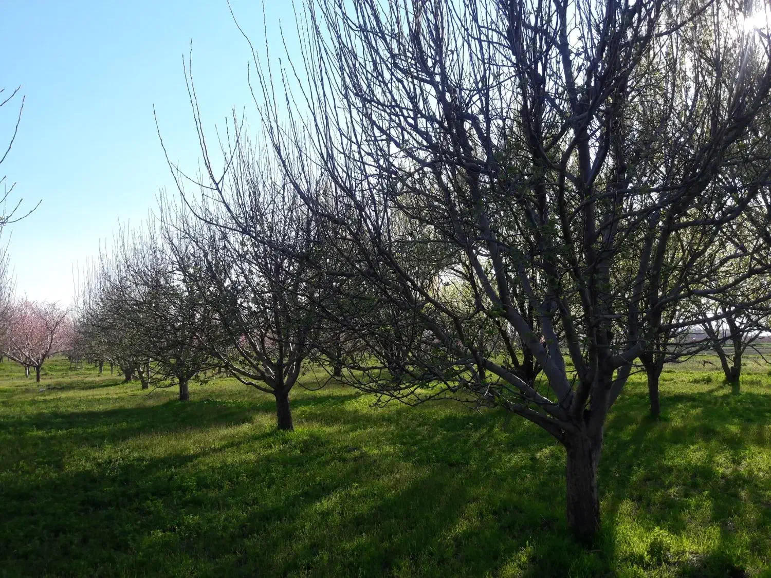 باغ وباغچه زراعی|فروش دفتر صنعتی، کشاورزی، تجاری|محمدبار, |دیوار