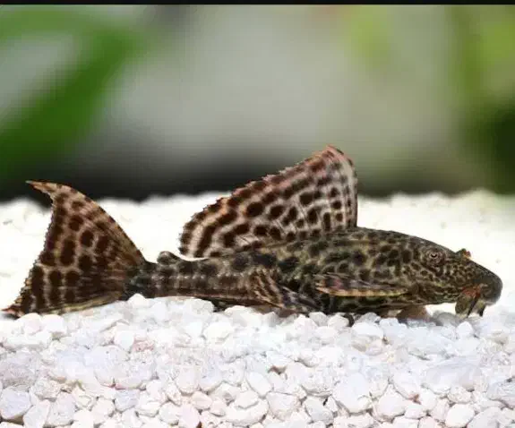 ماهی کالرویدو/ کت فیش / کریدوراس|ماهی|مسجد سلیمان, |دیوار