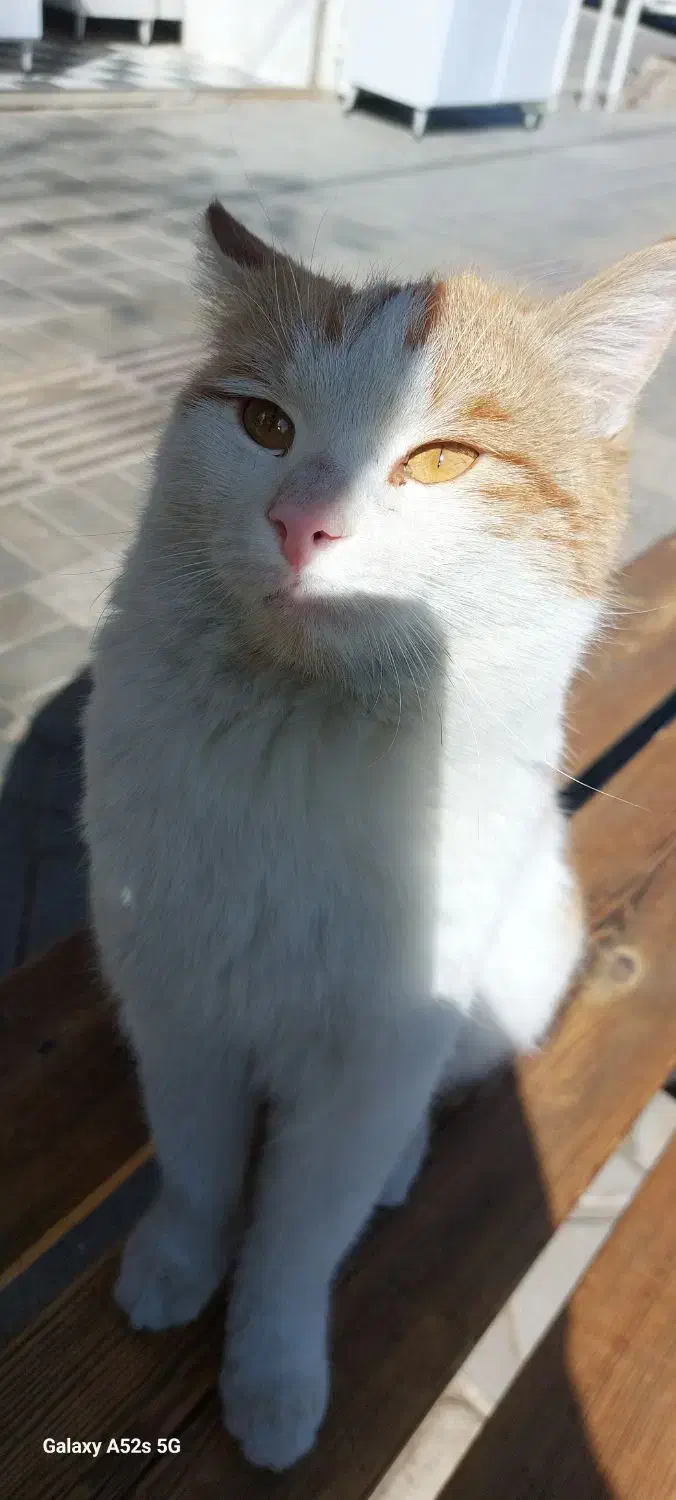 گربه پیدا شده|گربه|یزد, |دیوار