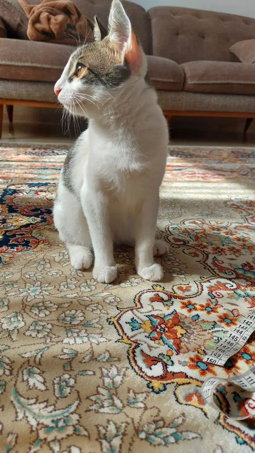 واگذاری گربه|گربه|کردکوی, |دیوار