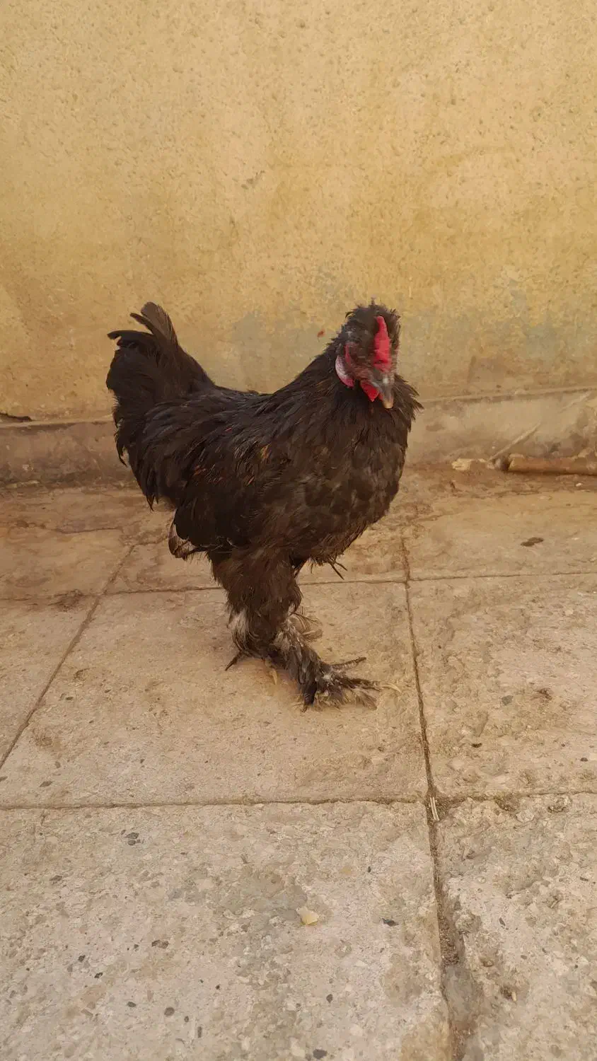 جوجه خروس|حیوانات مزرعه|تهران, افسریه شمالی|دیوار