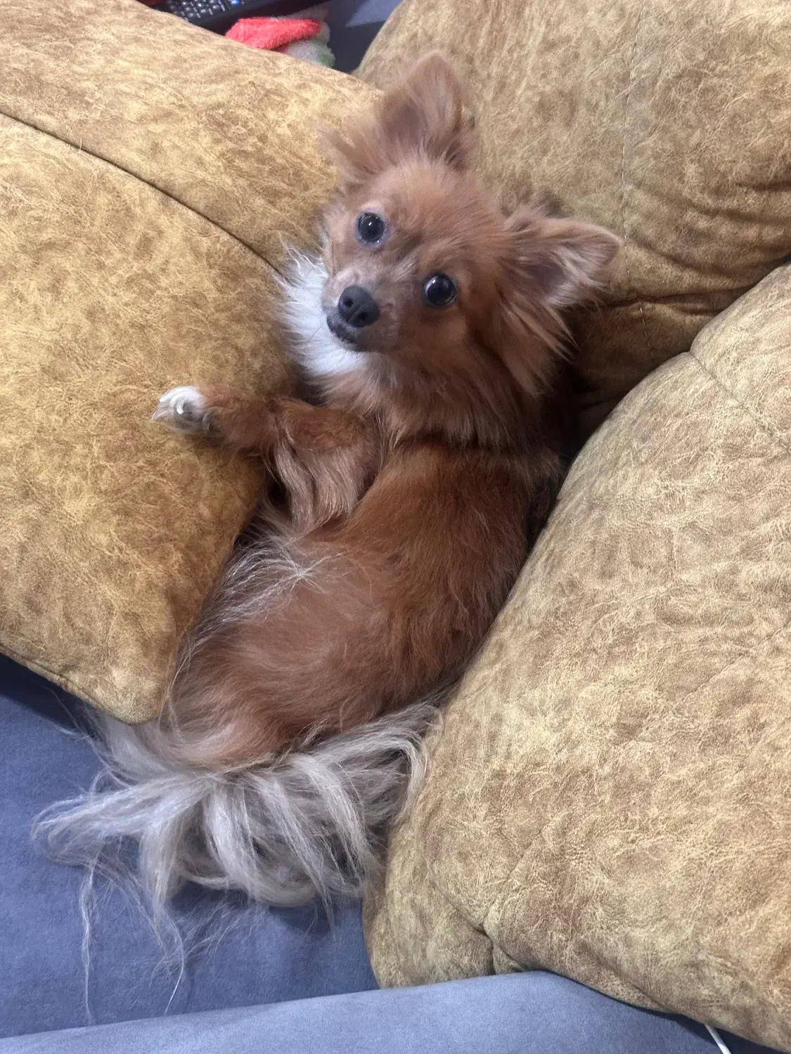 گمشده|حیوانات|کوهسار (البرز), |دیوار