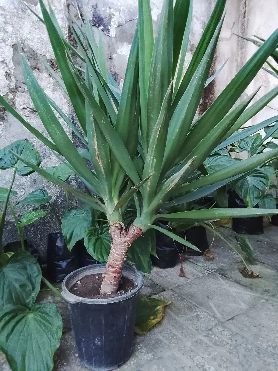 یوکا و بابا آدم قلبی|گل و گیاه طبیعی|آمل, |دیوار