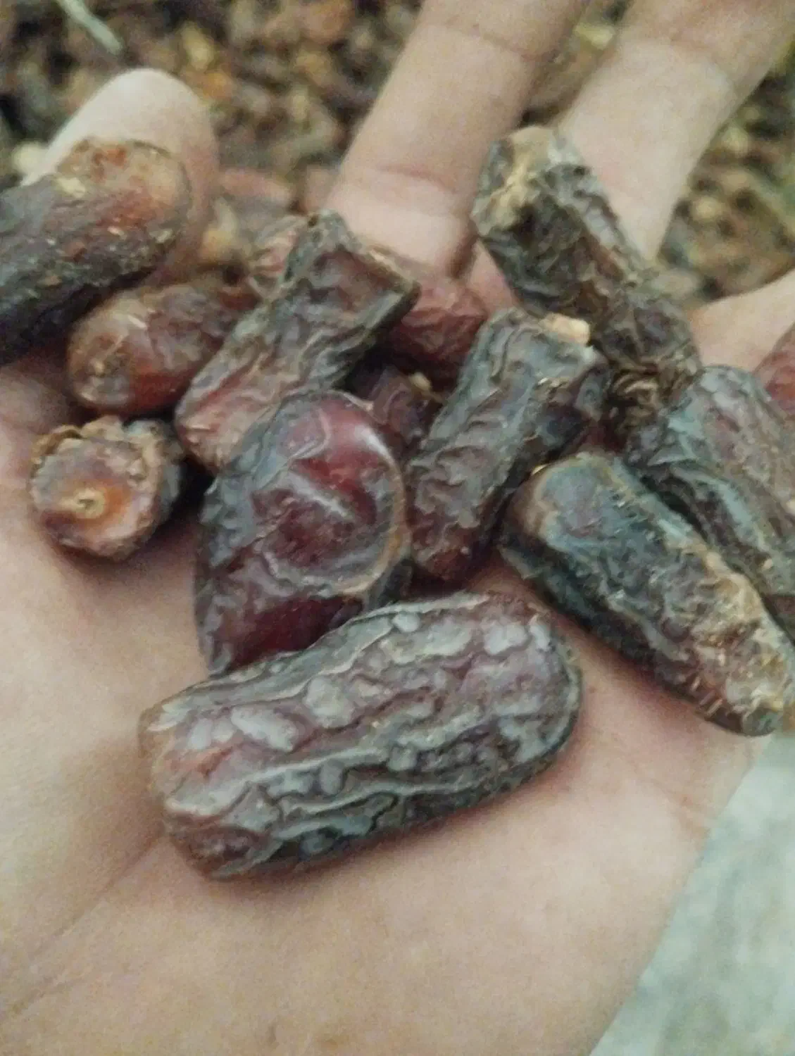 شلوار.  پیازم|حراج|حاجی آباد, |دیوار