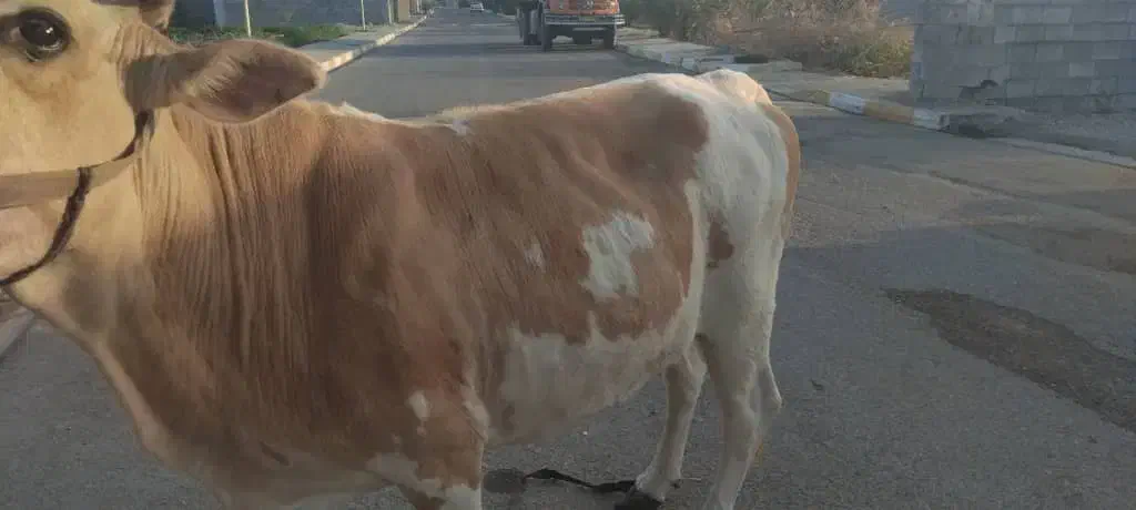 گاو استرالیایی (اسرائیلی) ماده|حیوانات مزرعه|میناب, |دیوار