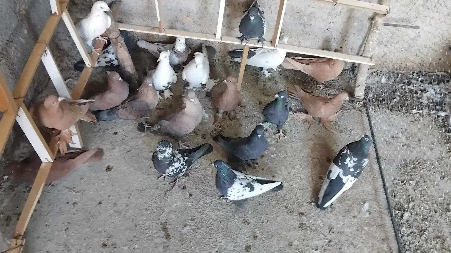 کبوتر سرخ زرد دم سیاه سینه ای|پرنده|اصفهان, شمس آباد|دیوار