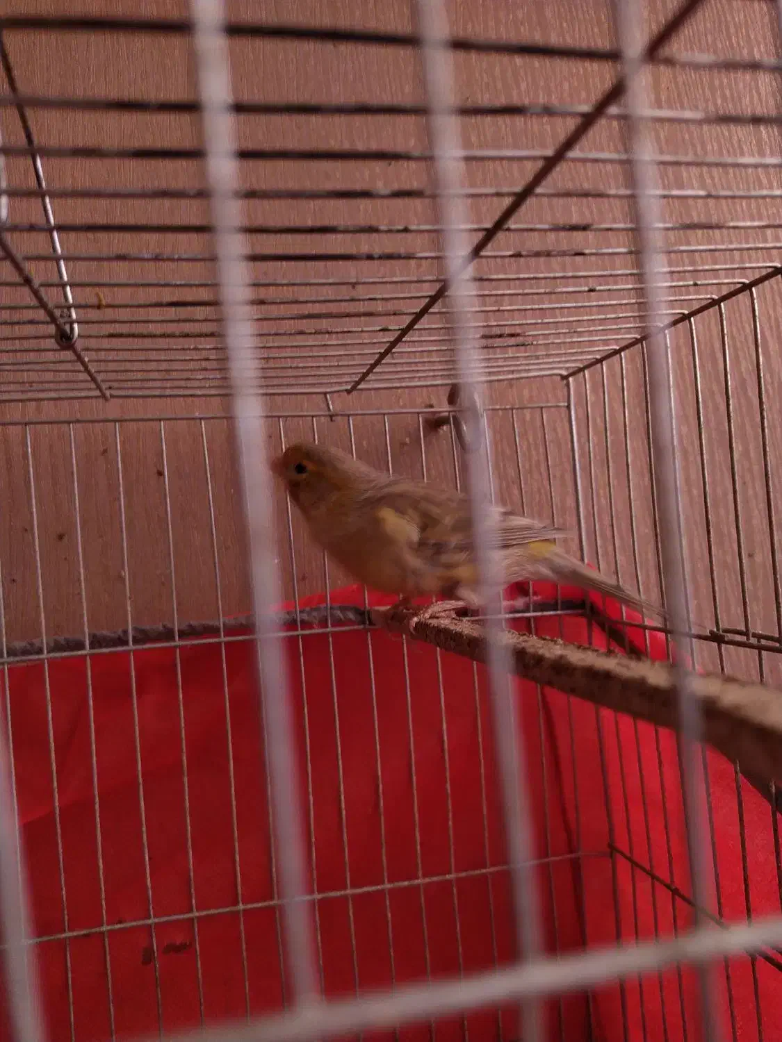 قناری ماده آماده اماده|پرنده|کرمان, |دیوار