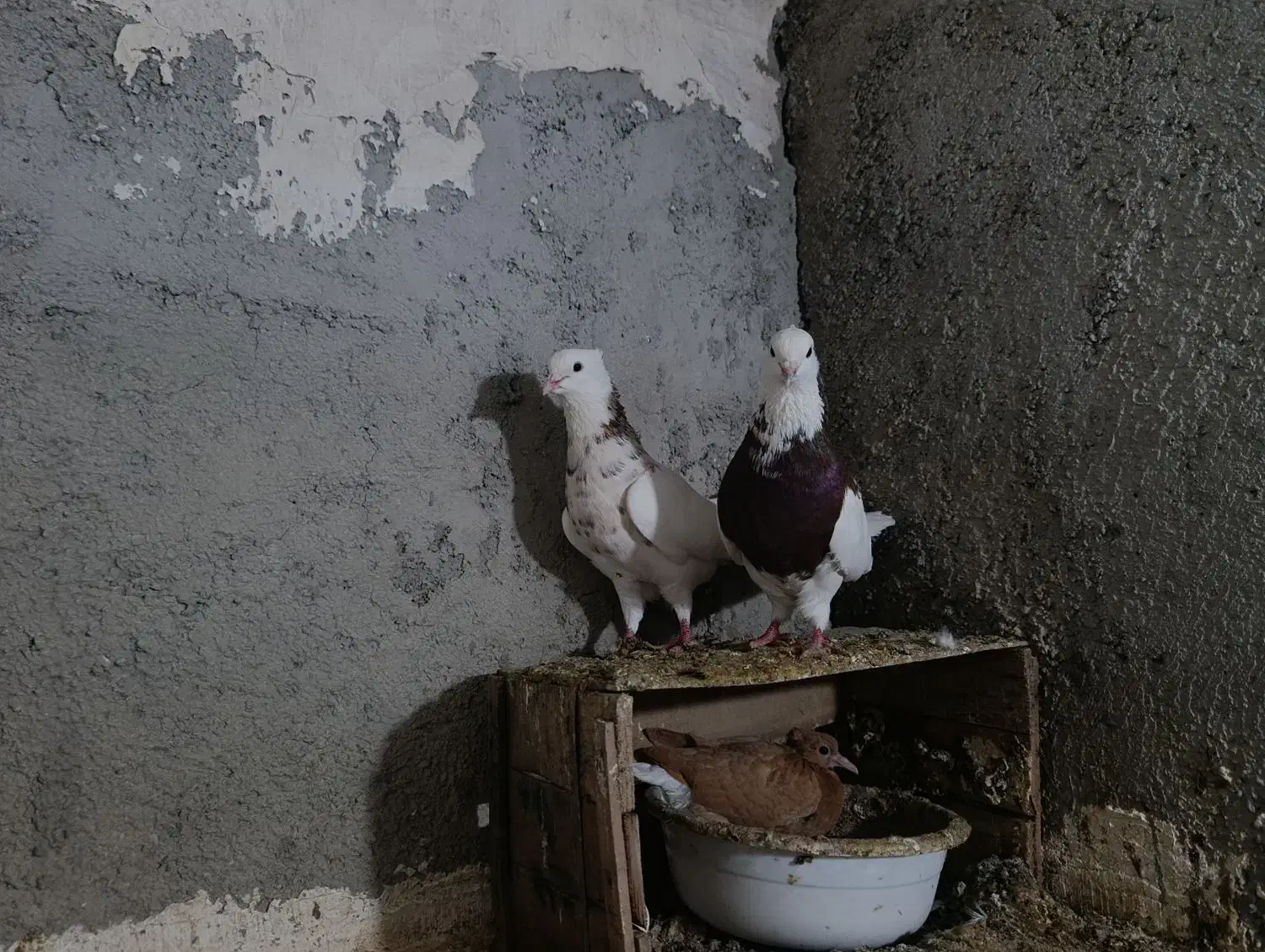 طوقی هفت رنگ|پرنده|نگین شهر, |دیوار