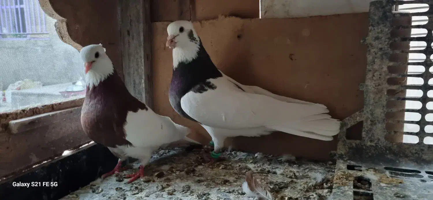 ساده ،طوقی|پرنده|تربت جام, شاد|دیوار