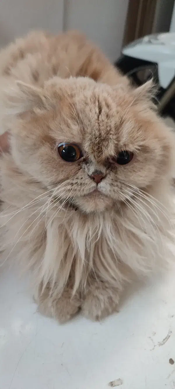 گربه پرشین|گربه|میبد, |دیوار