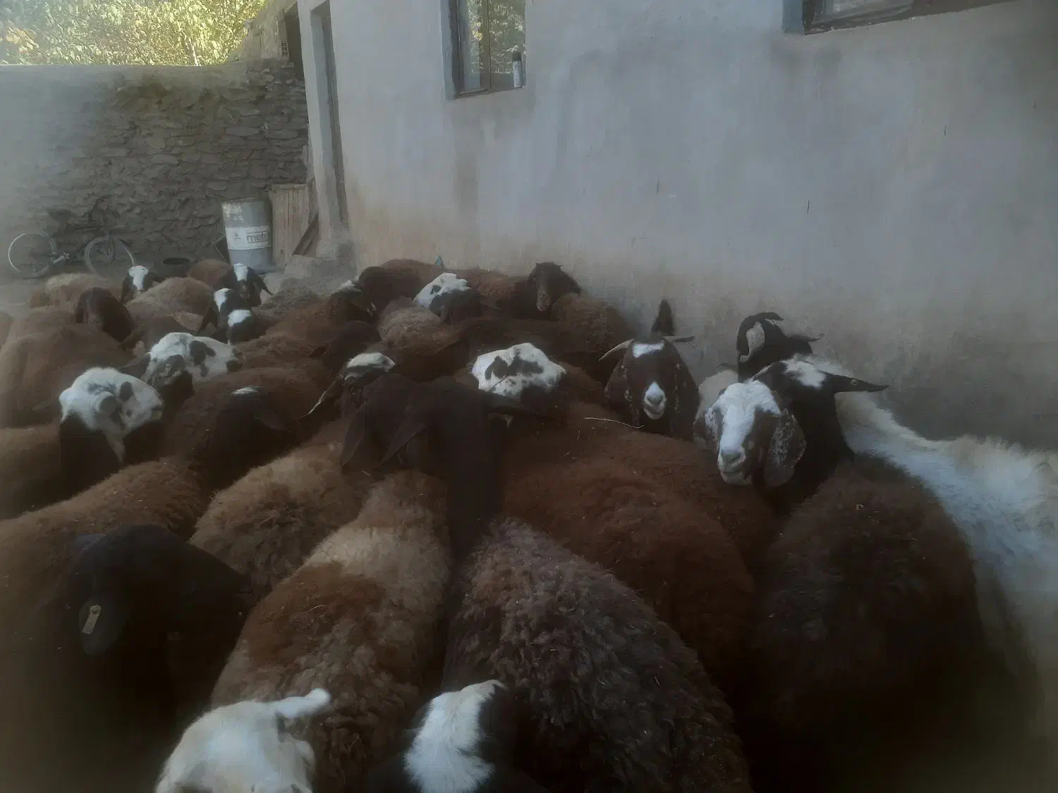 شیشک ومیش ابستن وزاییده|حیوانات مزرعه|ملایر, |دیوار