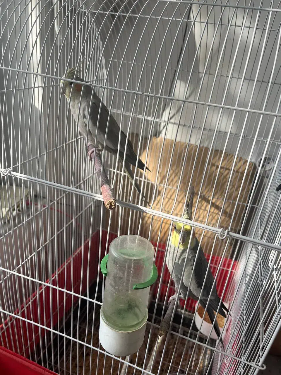 عروس هلندی|پرنده|مرند, |دیوار