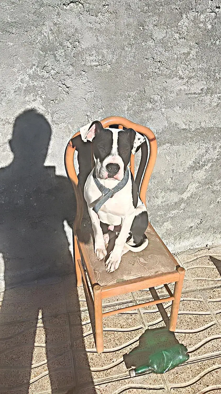 پیتبول|سگ|شهرکرد, |دیوار