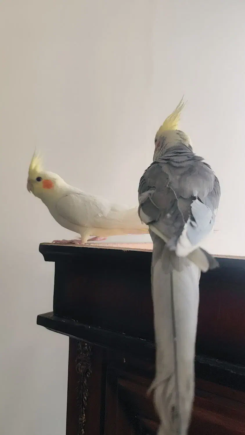 یک جفت عروس هلندی|پرنده|اشکذر, |دیوار