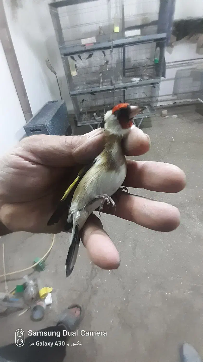 سهره نر بستان اباد تک بخون سفت|پرنده|اصفهان, ملک‌شهر|دیوار