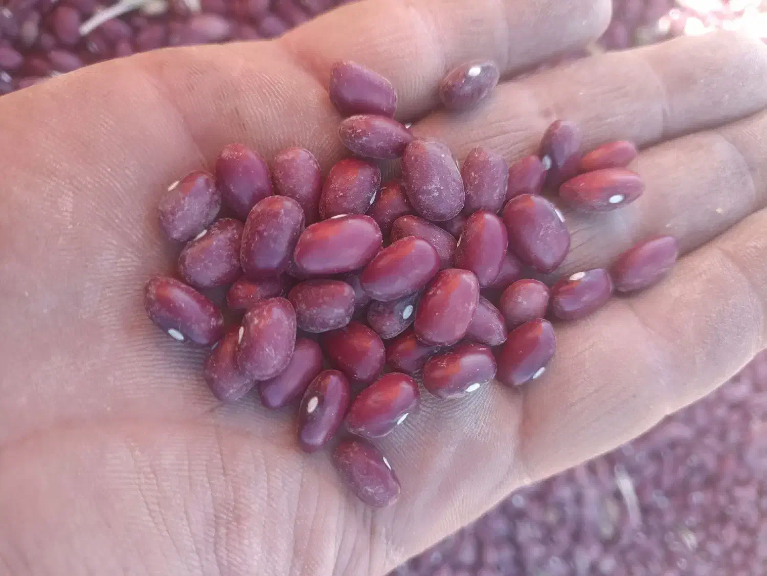 لوبیا قرمز|عمدهفروشی|رزن, |دیوار