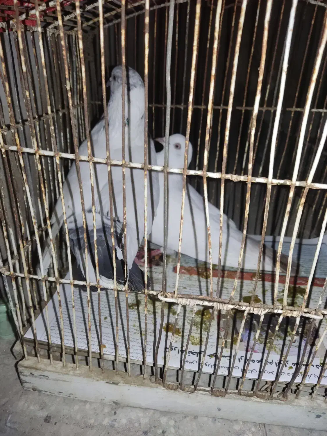 کبوتر|پرنده|قشم, |دیوار