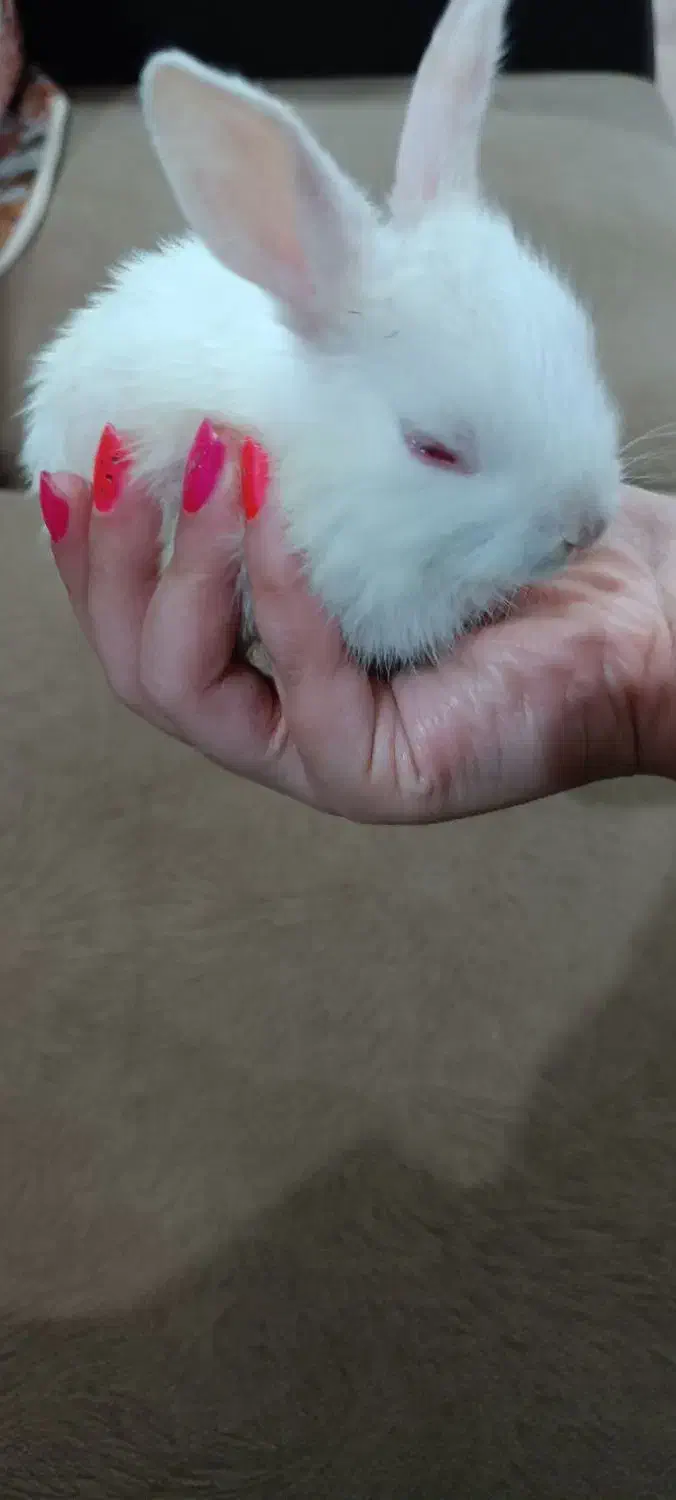 خرگوش خانگی|موش و خرگوش|دزفول, |دیوار