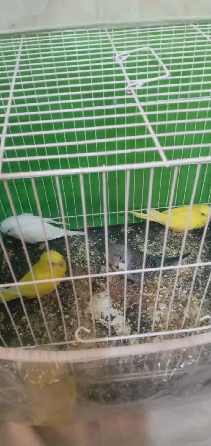 چهار تا جوجه مرغ عشق نژاد خوب|پرنده|نیشابور, ده حلاج|دیوار