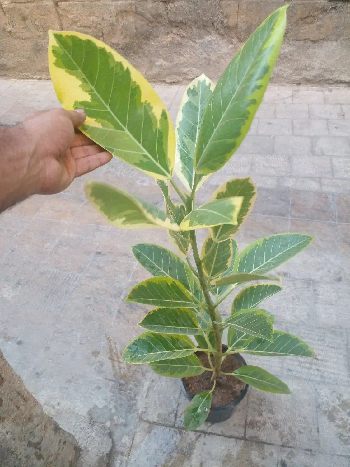 فیکوس سالم برگ پهن|گل و گیاه طبیعی|شیراز, شاهچراغ|دیوار